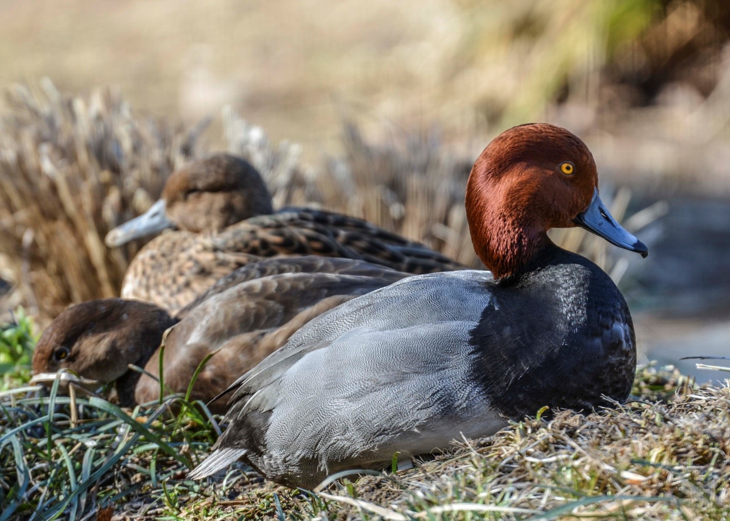 Bird of the Month